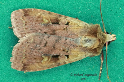 10919 - Smaller Pinkish Dart Moth - Diarsia jucunda m15 