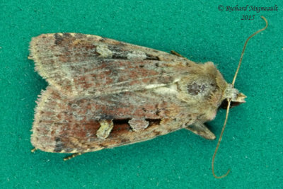 10919 - Smaller Pinkish Dart Moth - Diarsia jucunda m15 