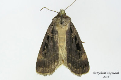 10950 - Pink-spotted Dart Moth - Pseudohermonassa bicarnea m15 
