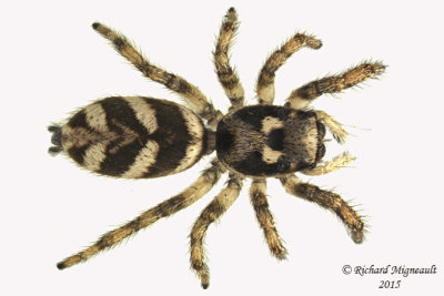 Jumping Spider - Salticus scenicus - Zebra Jumper 5 m15