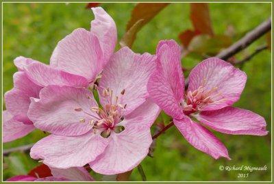 Fleur rose pommier m15