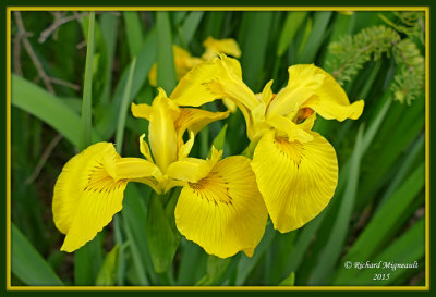 Iris jaune - Common yellow iris - Iris pseudacorus Gfls m15