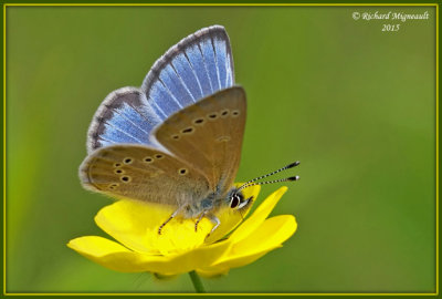 Papillon Sylvery Blue - Bleu argent m15