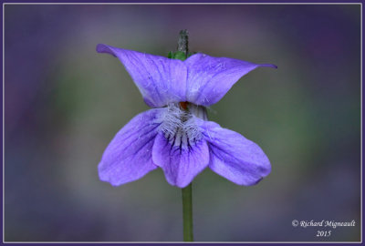 Violette septentrionale m15