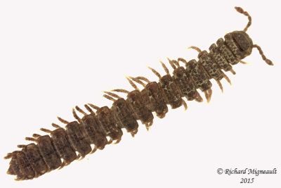 Flat-backed Millipede Polydesmus sp 1 112mm, m15