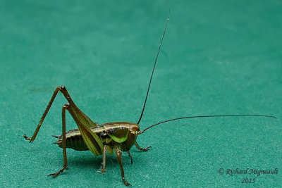 Katydid - Metrioptera roeselii, Shield-backed Katydid 1 m15