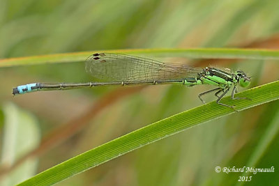 Narrow-winged Damselfly - Ischnura verticalis - Eastern Forktail male m15
