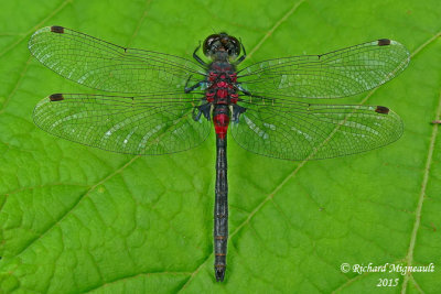 Skimmer - Leucorrhinia glacialis - Crimson-ringed Whiteface m15