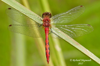 Skimmer - Sympetrum obtrusum - White-faced Meadowhawk m15