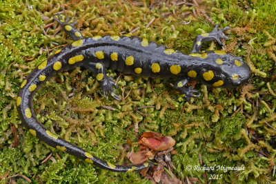 Salamandre macule - Yellow-spotted Salamander 1 m15