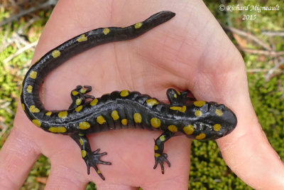 Salamandre macule - Yellow-spotted Salamander 2 m15