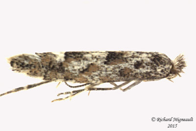 0774 - Balsam Poplar Leaf Blotch Miner Moth - Phyllonorycter nipigon m15