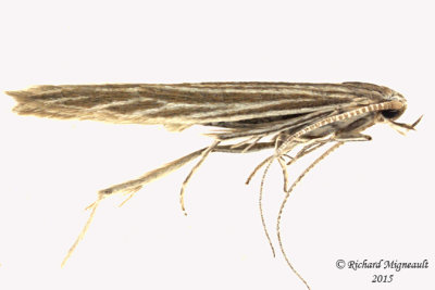 1365 - Streaked Coleophora Moth - Coleophora cratipennella m15