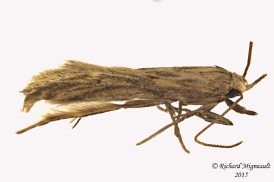 1685 - Burdock Seedhead Moth - Metzneria lappella m15 