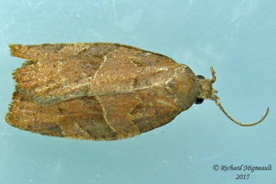 3594 - Three-lined Leafroller Moth - Pandemis limitata m15 