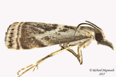 5420 - Elegant Grass-veneer Moth - Microcrambus elegans m15