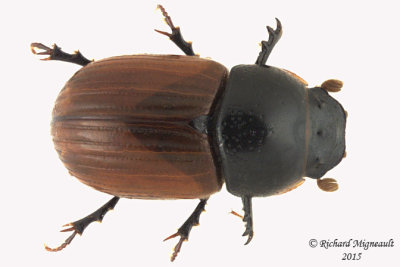 Scarab Beetle - Aphodius fimetarius 1 m15