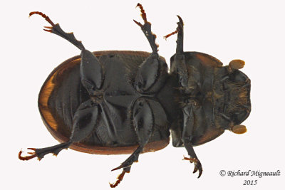 Scarab Beetle - Aphodius fimetarius 2 m15