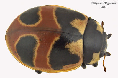 Lady Beetle - Coccinella hieroglyphica m15 