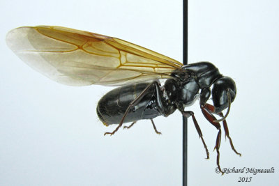 Carpenter Ant Winged Queen m15 