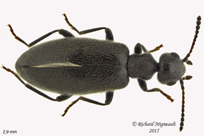 Antlike Flower Beetle - Sapintus pubescens m15 