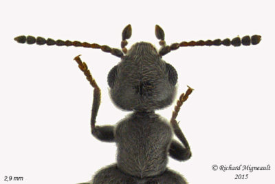 Antlike Flower Beetle - Sapintus pubescens m15 