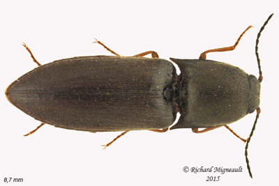 Click beetle - Ampedus sp1 1 m15 