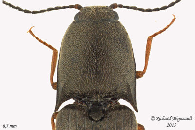 Click beetle - Ampedus sp1 2 m15 