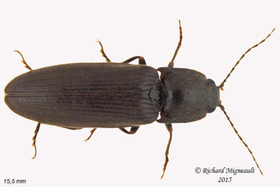 Click beetle - Hemicrepidius memnonius 1 m15 