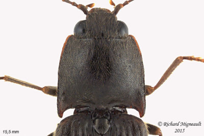 Click beetle - Hemicrepidius memnonius 2 m15 