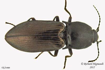 Click beetle - Selatosomus appropinquans 1 m15 