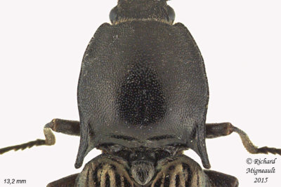 Click beetle - Selatosomus appropinquans 2 m15 