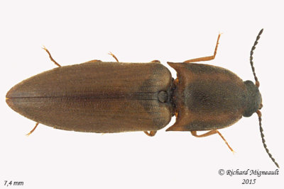 Click beetle - Sericus incongruus 1 m15 