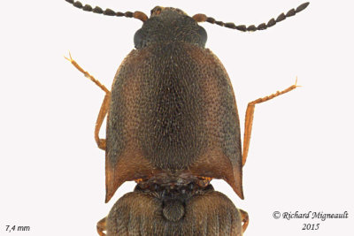 Click beetle - Sericus incongruus 2 m15 