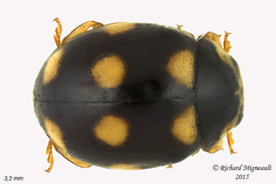 Lady Beetle - Brachiacantha ursina m15 