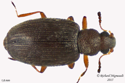 Minute Brown Scavenger Beetle - Corticariinae sp m15