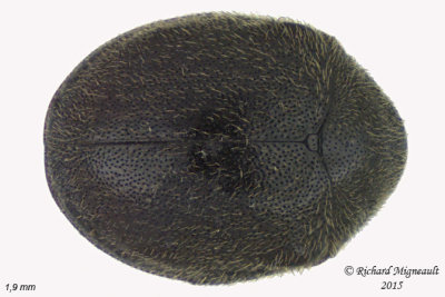 Ptinidae - Byrrhodes or Caenocara sp 1 m15