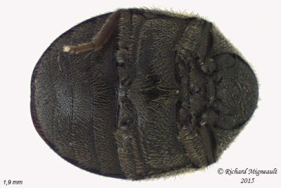 Ptinidae - Byrrhodes or Caenocara sp 2 m15