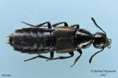 Rove Beetle - Philonthus politus sp1 1 m15