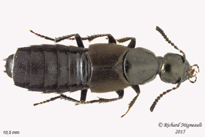 Rove Beetle - Philonthus politus sp1 2 m15
