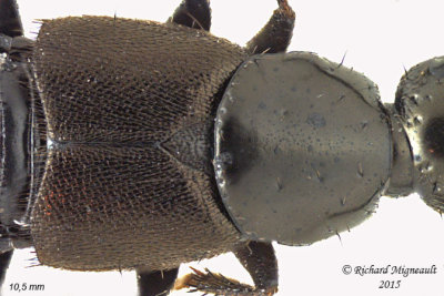 Rove Beetle - Philonthus politus sp1 3 m15