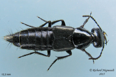 Rove Beetle - Philonthus politus sp2 1 m15