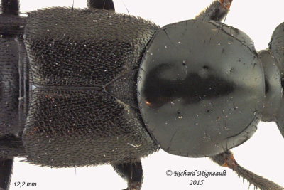 Rove Beetle - Philonthus politus sp2 2 m15
