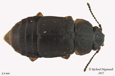 Rove betle - Megarthrus sp m15