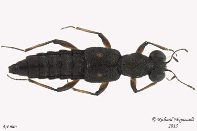 Rove beetle - Stenus semicolon 1 m15 