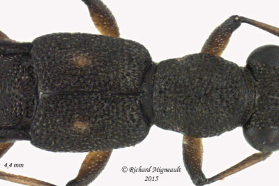 Rove beetle - Stenus semicolon 2 m15 