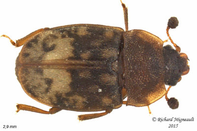 Sap-feeding beetle - Omosita nearctica m15 