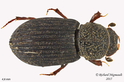 Scarab Beetle - Dialytes striatulus m15 