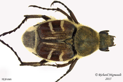 Scarab Beetle - Trichiotinus affinis 1 m15 