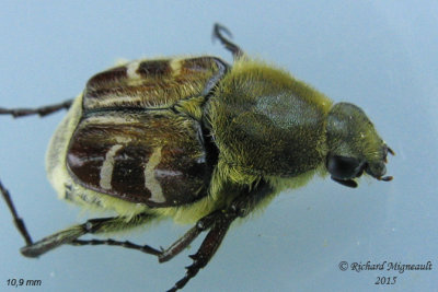 Scarab Beetle - Trichiotinus affinis 2 m15 